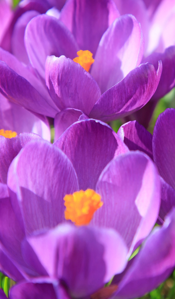 Фиолетовые крокусы в лучах солнца крупным планом