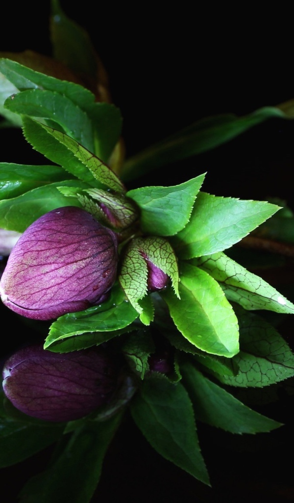 Фиолетовый цветок морозник на черном фоне