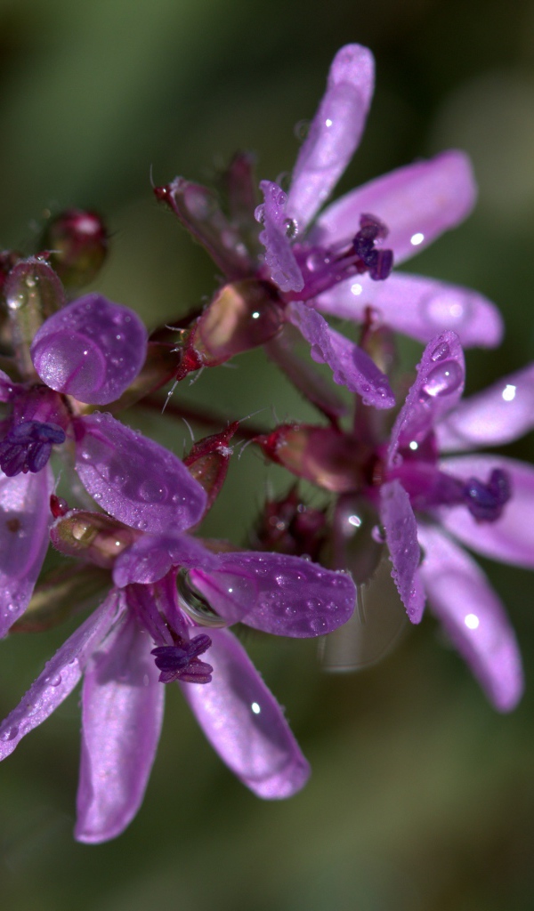 Фиолетовый цветок петрея в каплях росы