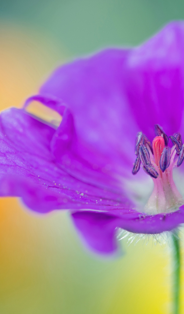 Фиолетовый цветок герани крупным планом