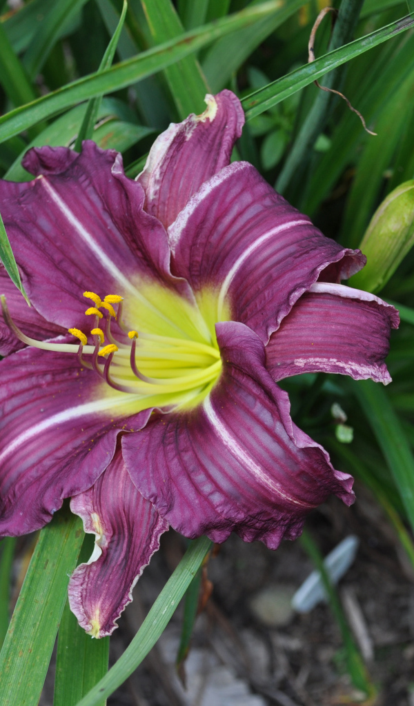 Фиолетовая лилия в зеленых листьях 