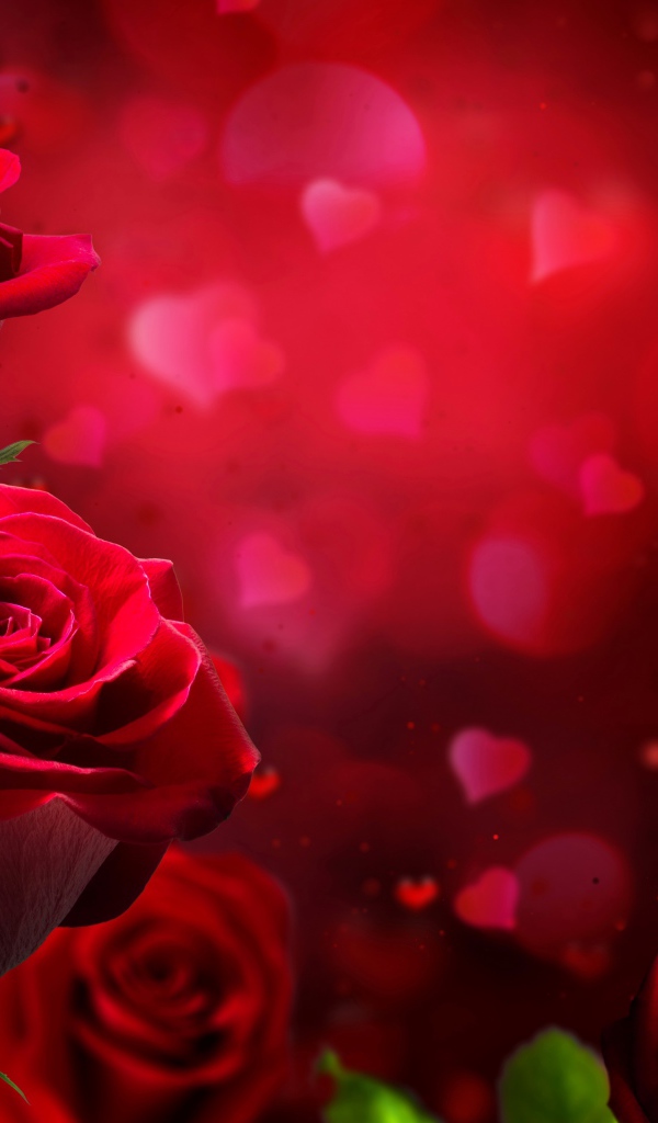 Красные английские розы на красном фоне