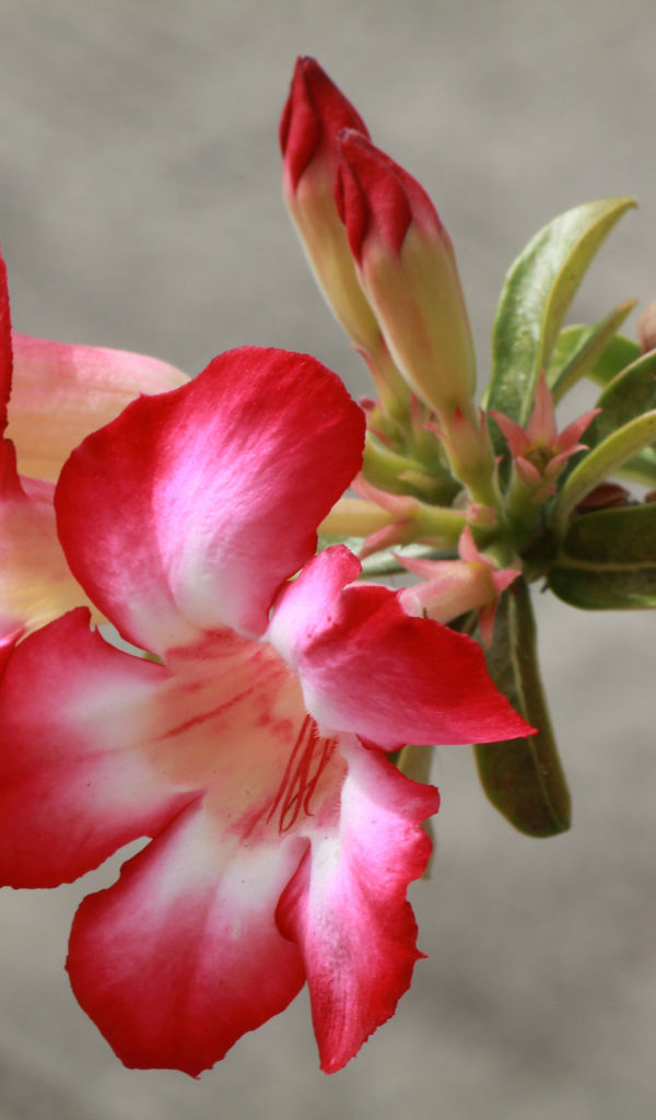 Красные с белым цветы кампсис с бутонами на ветке