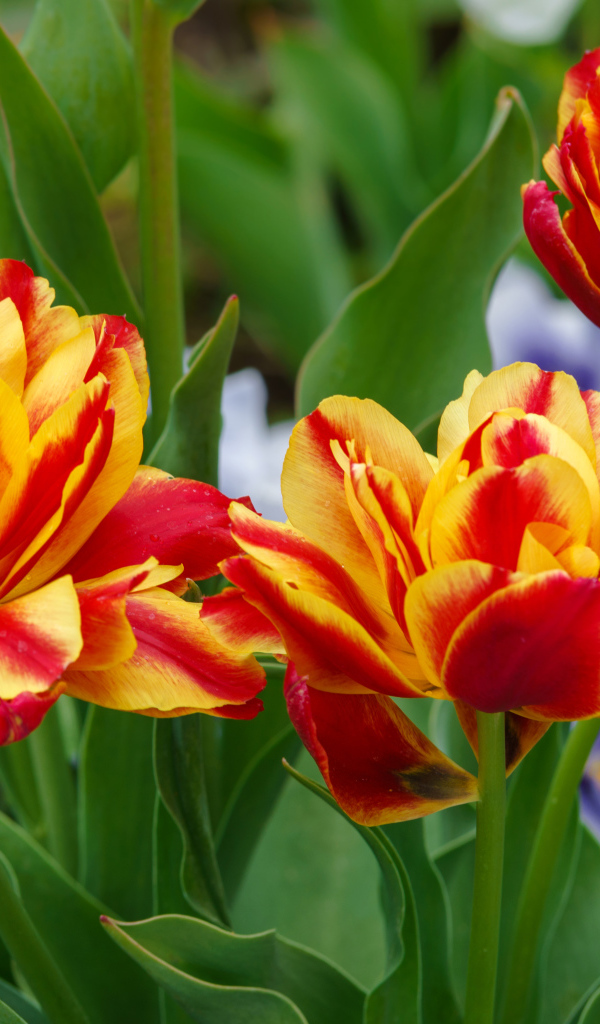 Красные с желтым цветы тюльпаны на клумбе