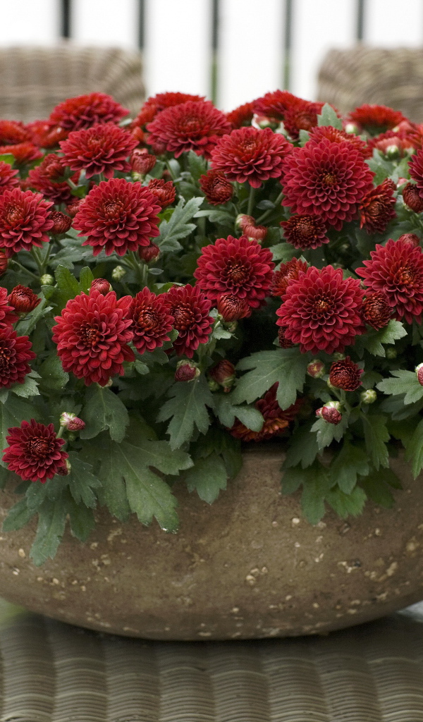 Красные красивые цветы хризантемы на клумбе