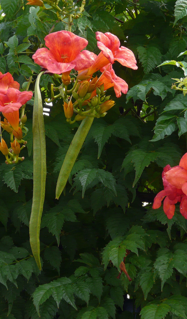 Красные цветы кампсис на кусте с зелеными листьями