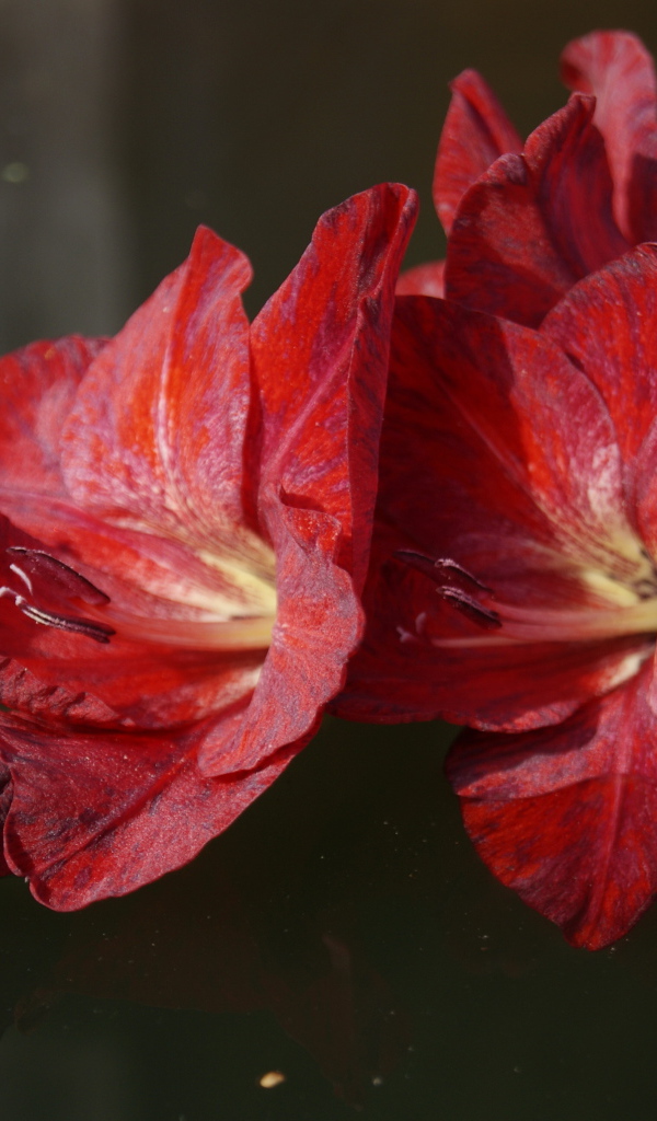 Красный цветок гладиолуса лежит в воде