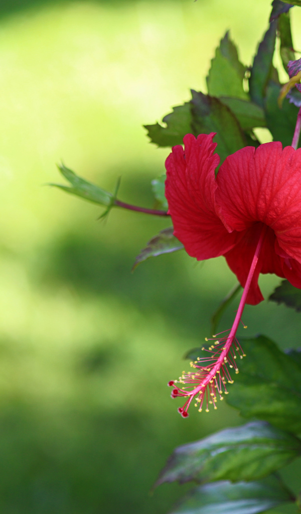 Красный цветок гибискуса с зелеными листьями