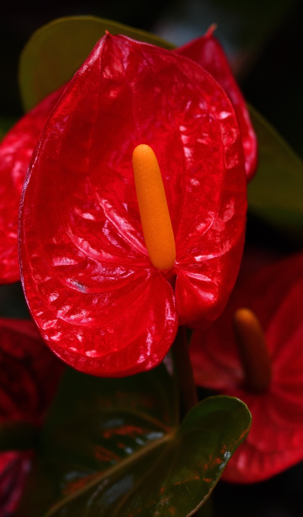 Красные комнатные цветы антуриум крупным планом