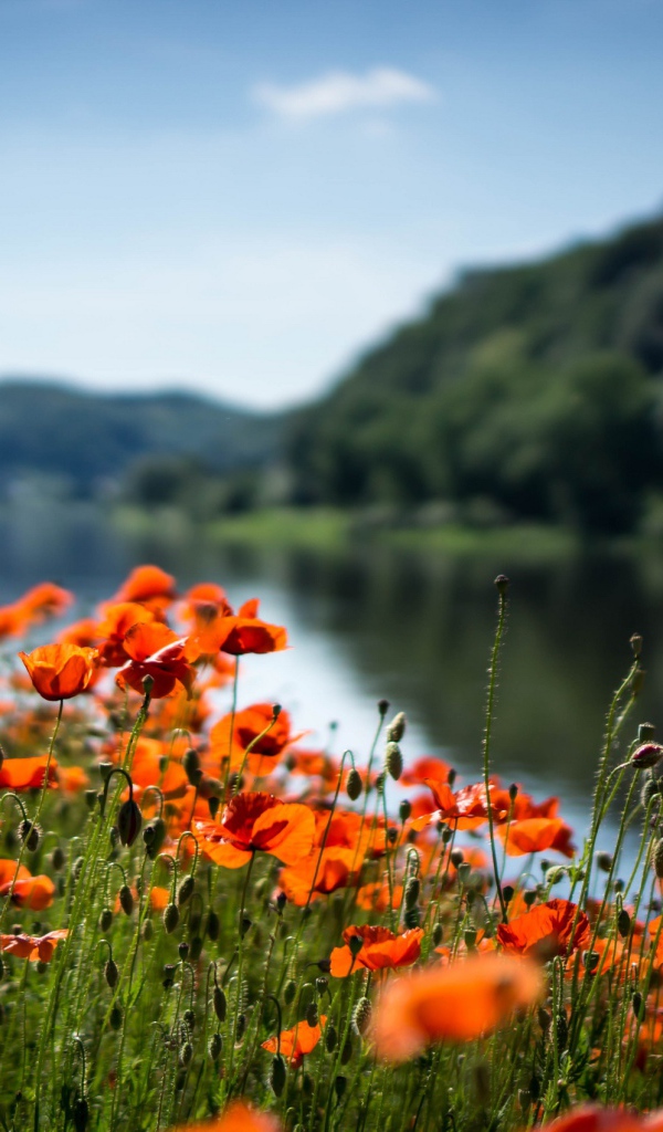 Красные маки в лучах солнца у реки