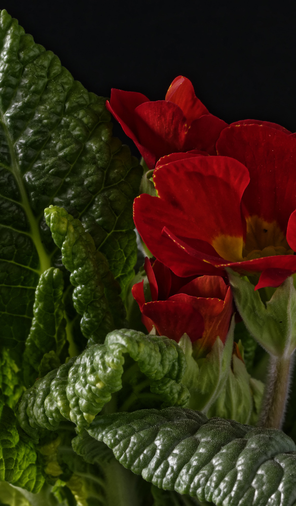 Красный цветок примулы в зеленых листьях на черном фоне