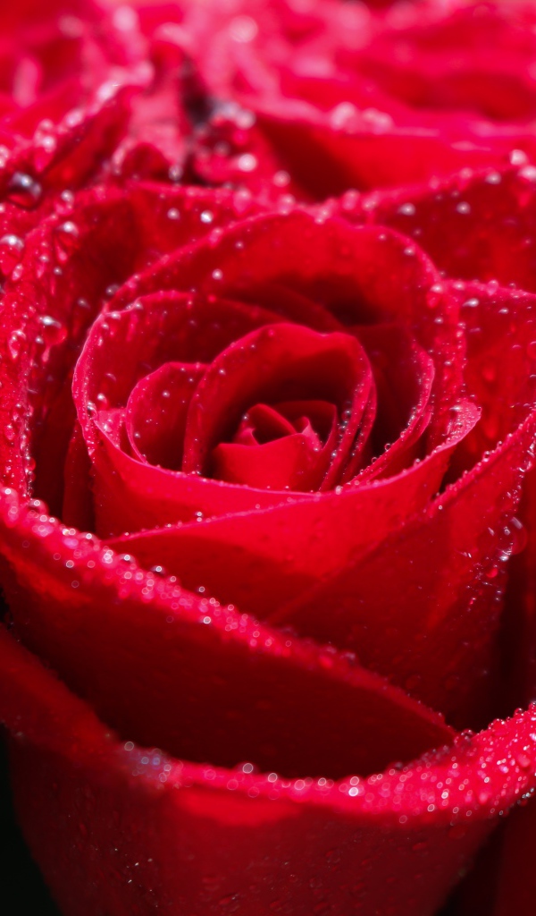 Бутоны красной розы в каплях росы крупным планом