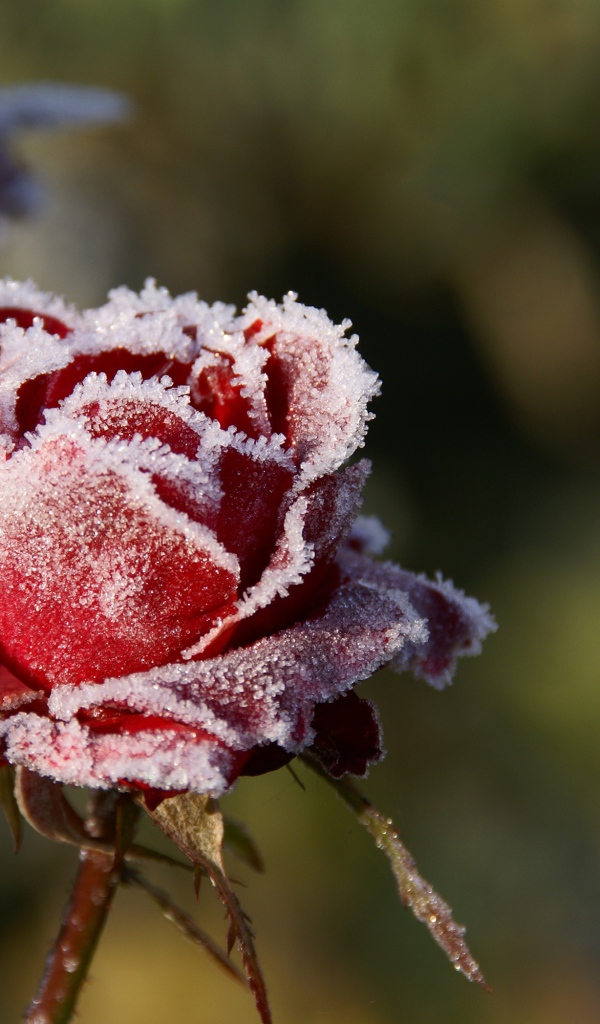 Красная роза покрыта инеем крупным планом