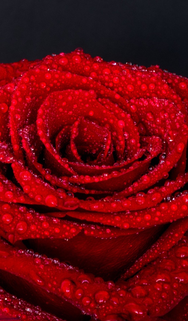 Цветок красной розы в каплях воды на сером фоне