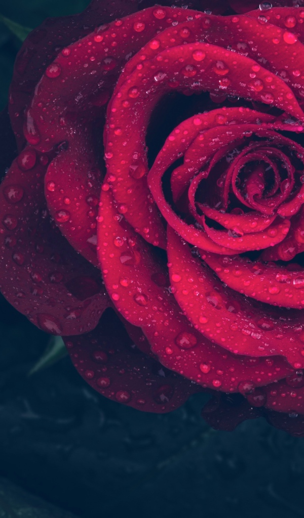 Красная роза в каплях воды на лепестках 