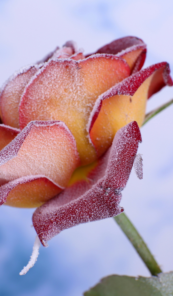 Лепестки красной розы покрыты инеем 