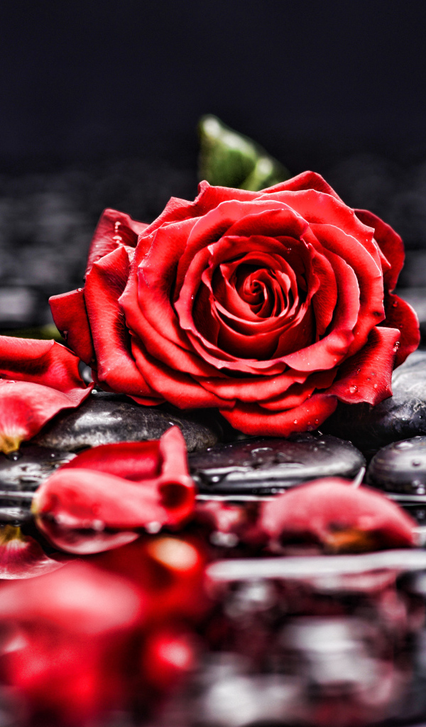 Красная роза с лепестками лежит на мокрых черных камнях