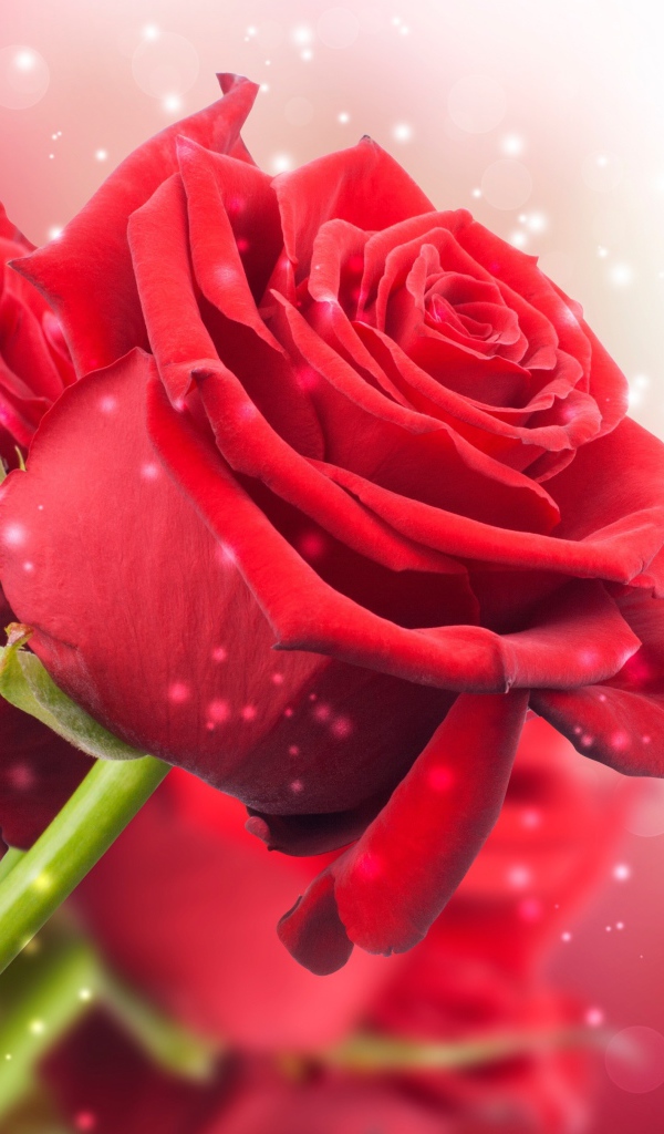 Красные розы на розовом фоне с боке