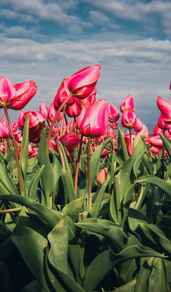 Красные тюльпаны на поле под голубым небом