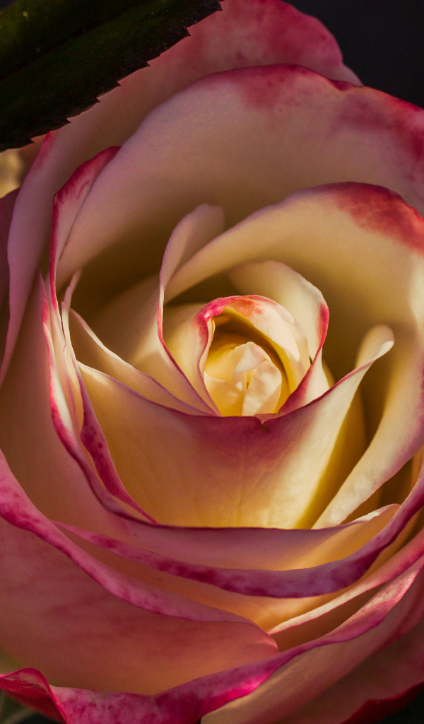 Роза с нежными бело-розовыми лепестками крупным планом