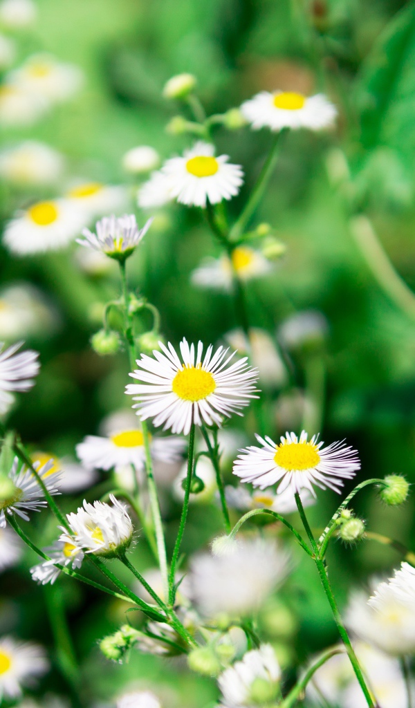 Мелкие белые ромашки крупным планом