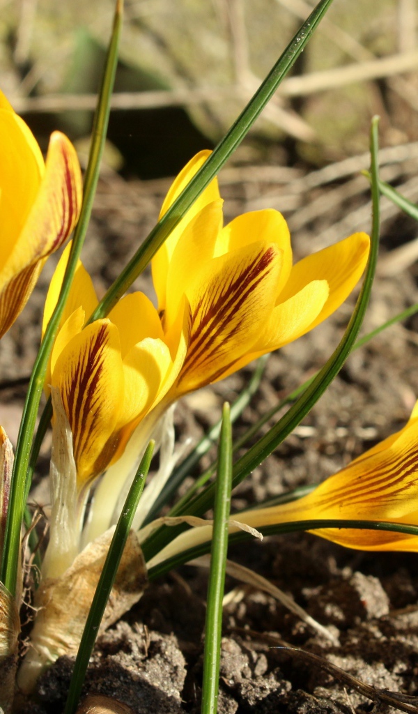 Солнечные желтые крокусы на земле весной