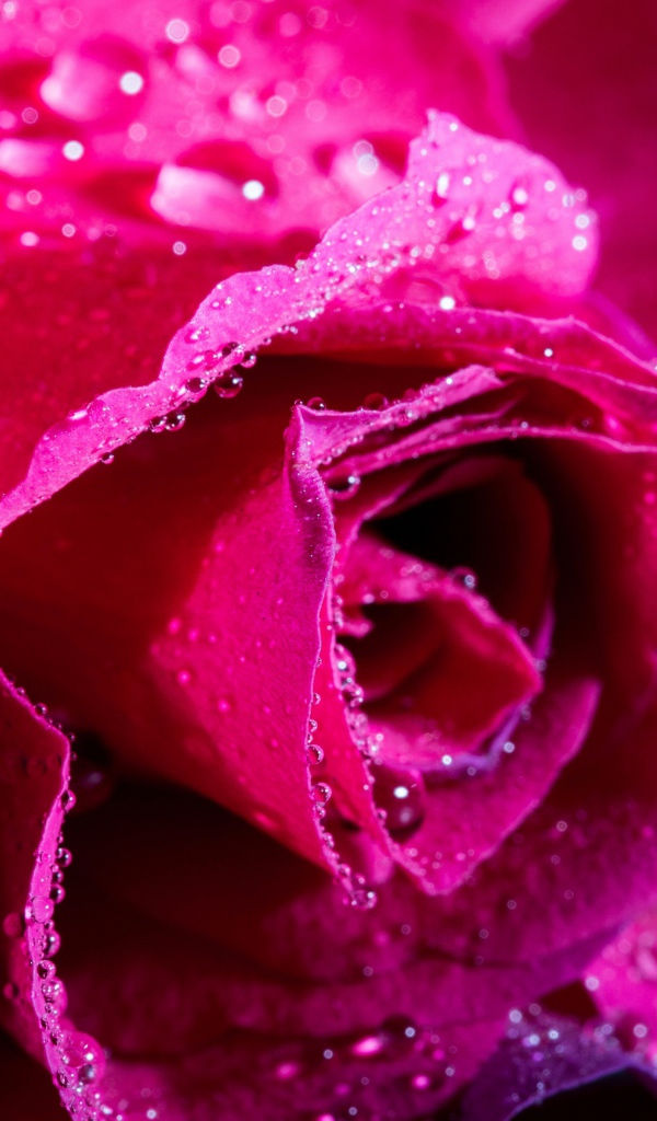 Нежная розовая роза в каплях росы крупным планом