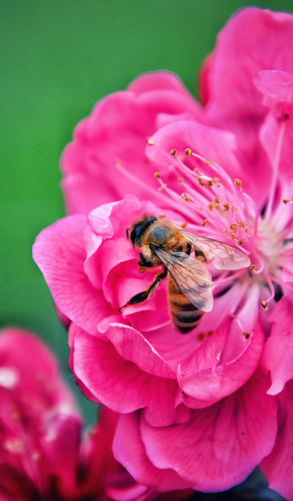 Пчела сидит на розовом цветке на зеленом фоне