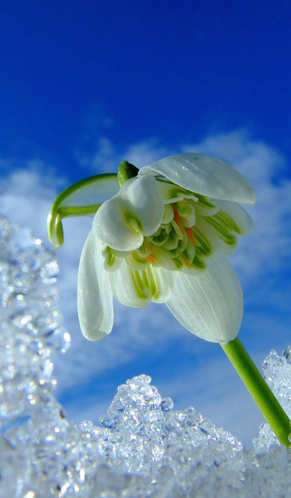 Первый весенний подснежник под снегом на фоне голубого неба