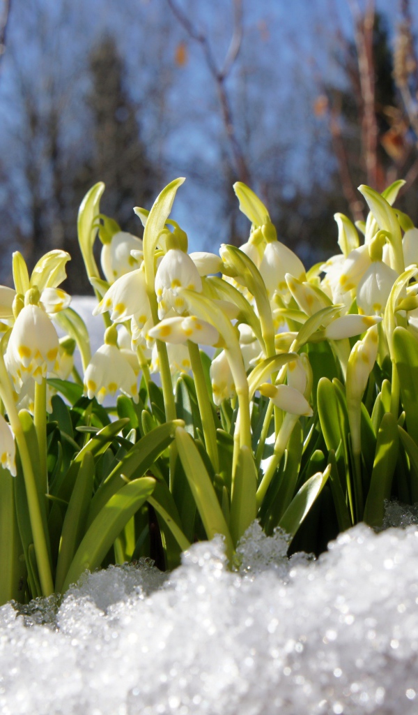 Первые весенние подснежники в заснеженном лесу 