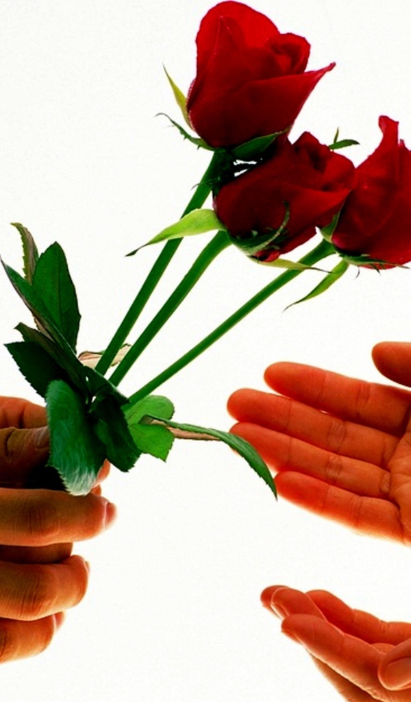 Парень дарит девушке три красных розы на белом фоне