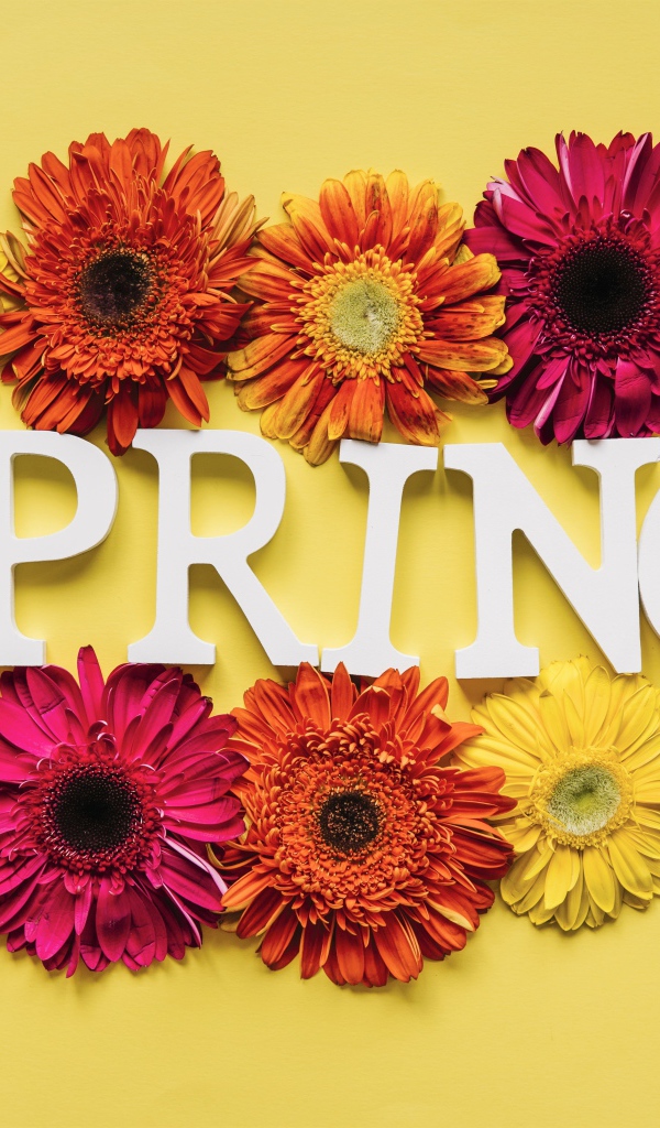 Надпись на английском весна с цветами герберы 