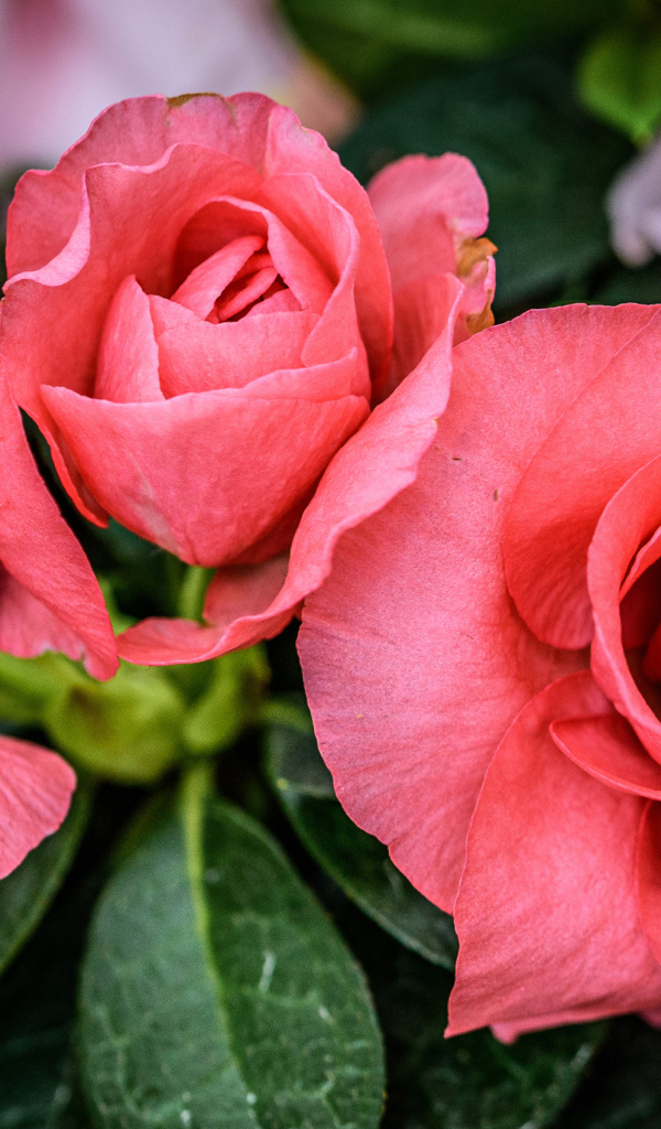 Три нежных розовых цветка бегонии крупным планом