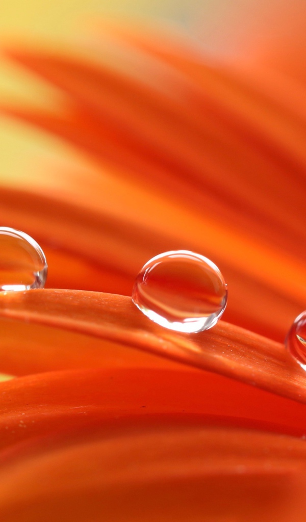 Три капли воды на лепестках оранжевой герберы