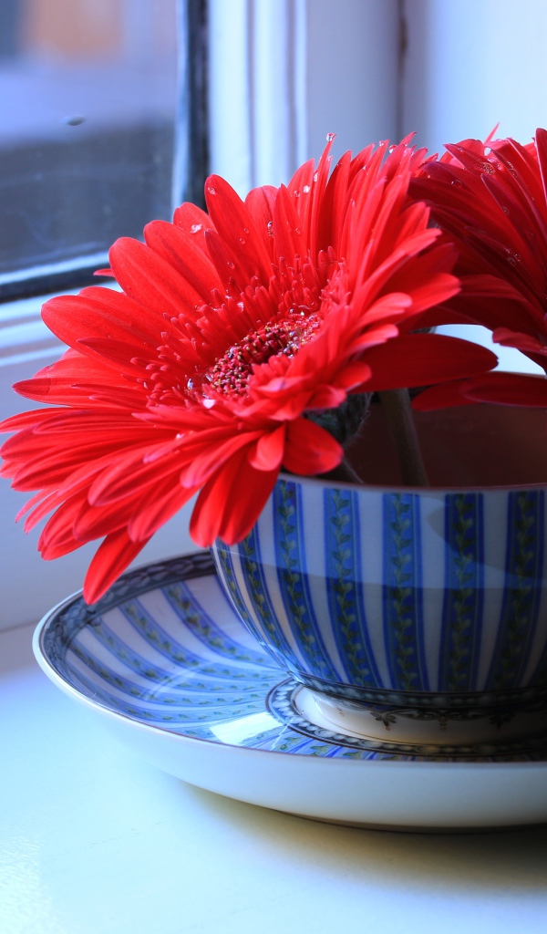 Три цветка красной герберы в чашке на подоконнике 