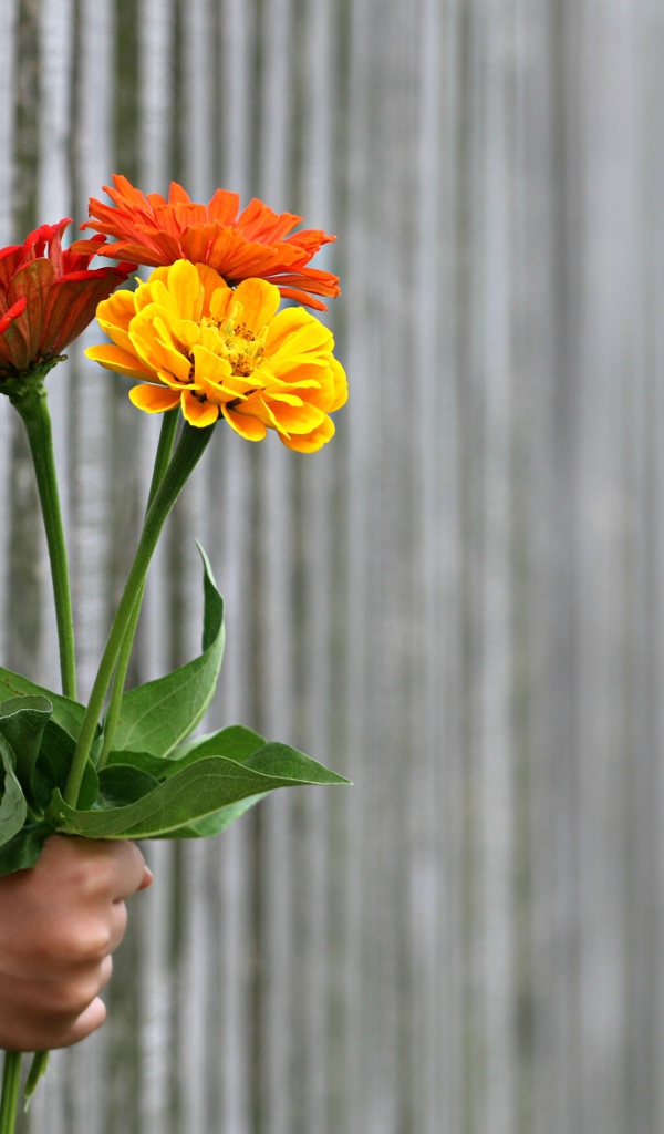 Три цветка циннии в руке в заборе
