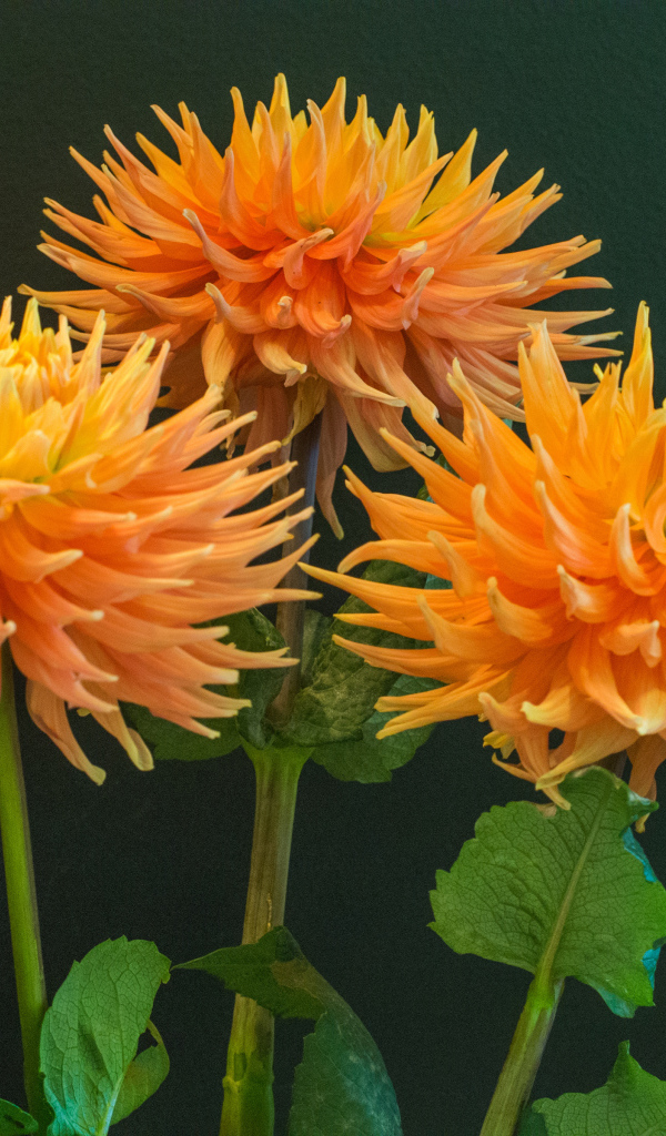 Три оранжевых георгины на фоне стены 