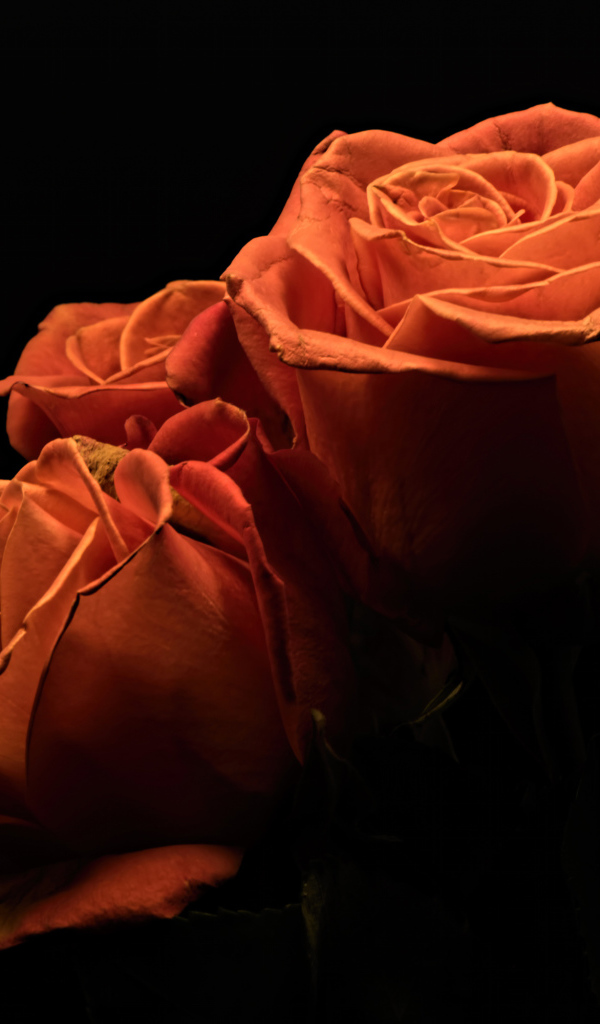 Три оранжевые розы на черном фоне 
