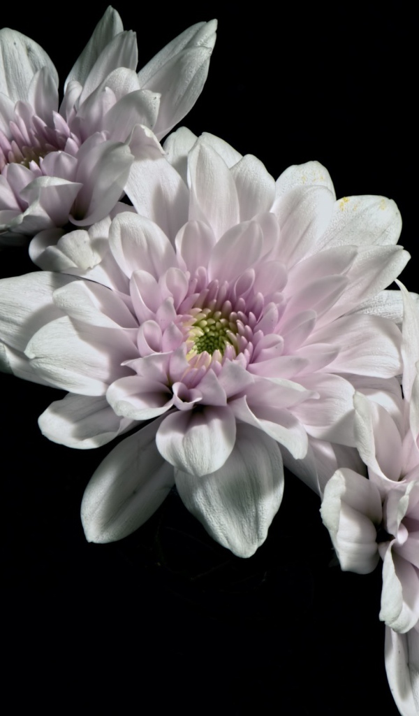 Три розовых цветка хризантемы на черном фоне