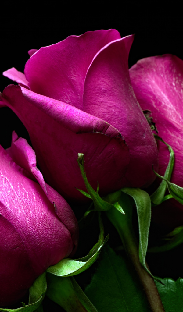 Три розовые розы на черном фоне 