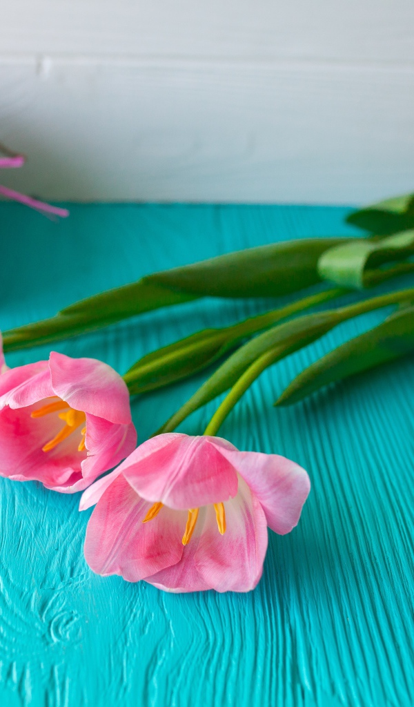 Три розовых тюльпана на голубом столе с подарком