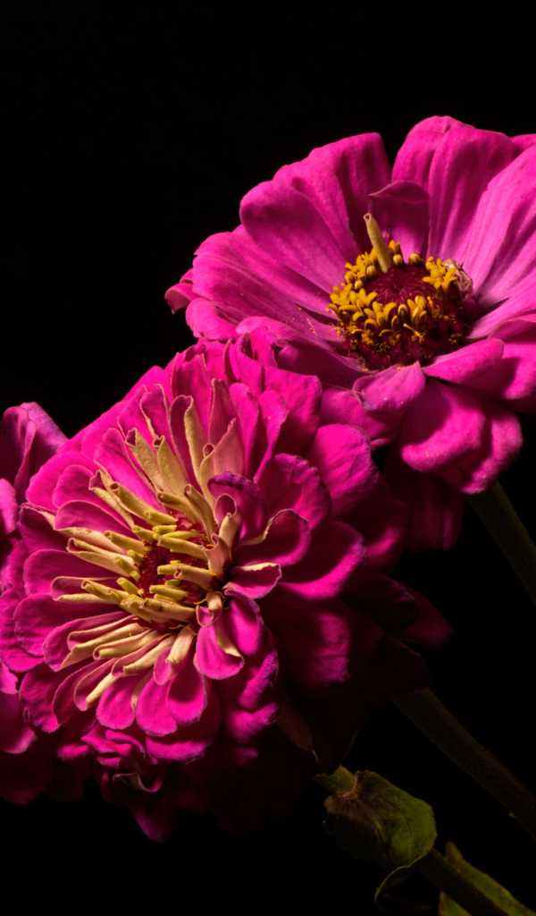 Три розовых цветка циннии на черном фоне
