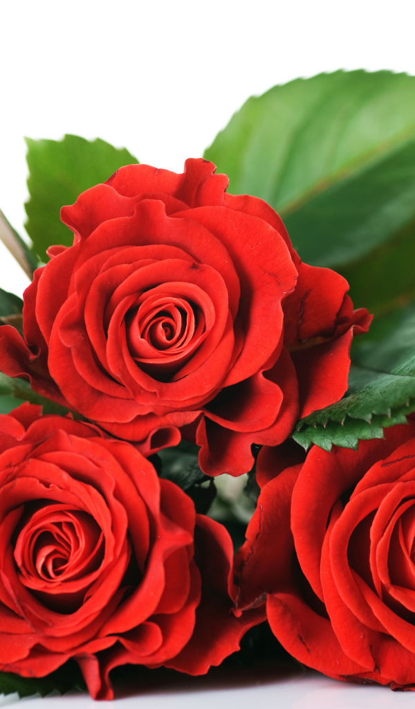 Три красные розы с зелеными листьями на белом фоне
