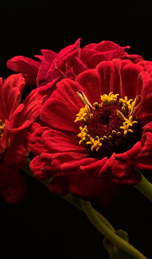 Три красных цветка цинии на черном фоне