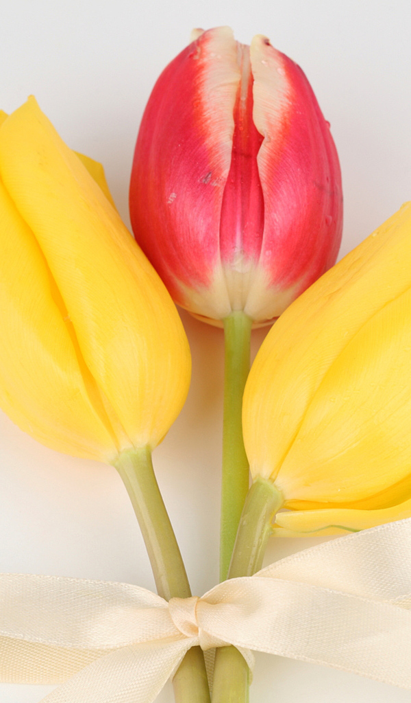 Три тюльпана с бантом на сером фоне