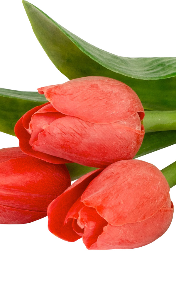 Три тюльпана с зелеными листьями на белом фоне