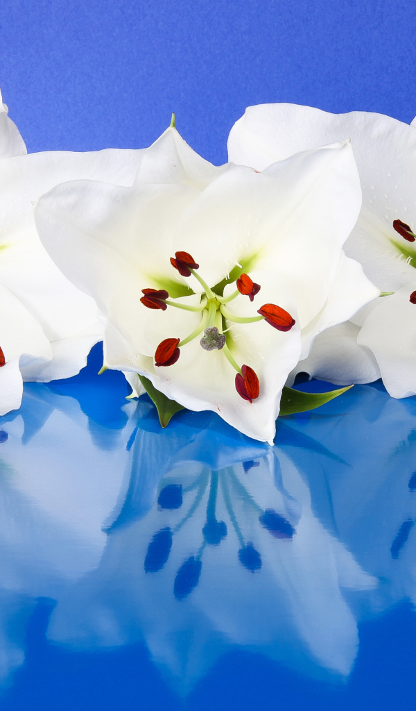 Три белые лилии отражаются в голубой поверхности 