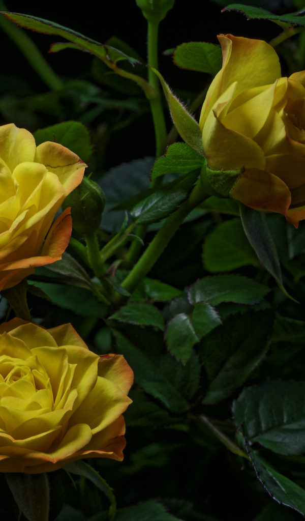 Три желтые розы с зелеными листьями на черном фоне