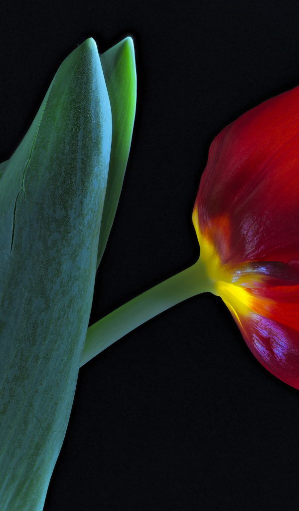 Тюльпан с зелеными листьями на черном фоне