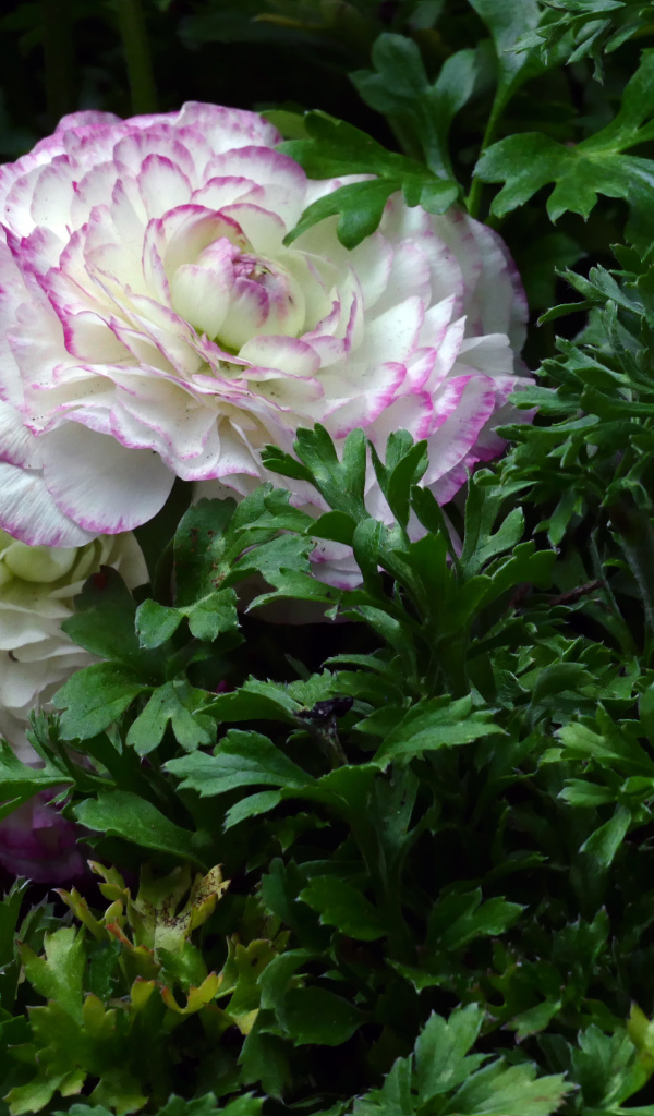 Два красивых цветка лютика в зеленых листьях 